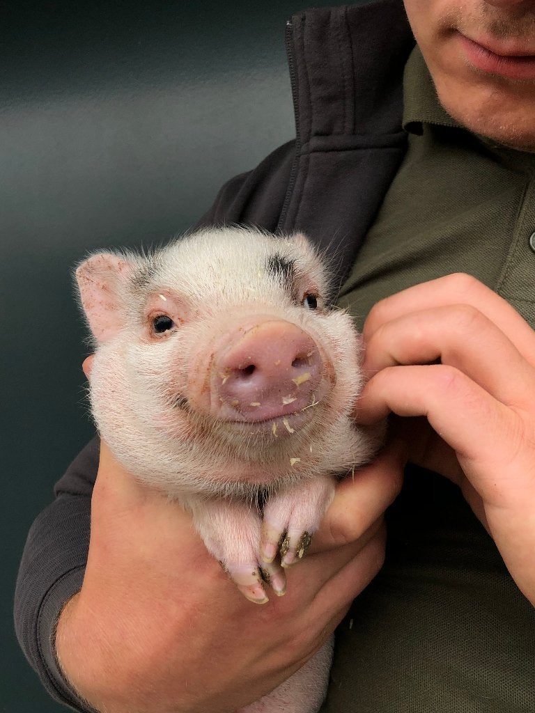 Minivarkens | Goed tam te maken | Passend advies!, Dieren en Toebehoren, Schapen, Geiten en Varkens, Meerdere dieren, Varken, 0 tot 2 jaar