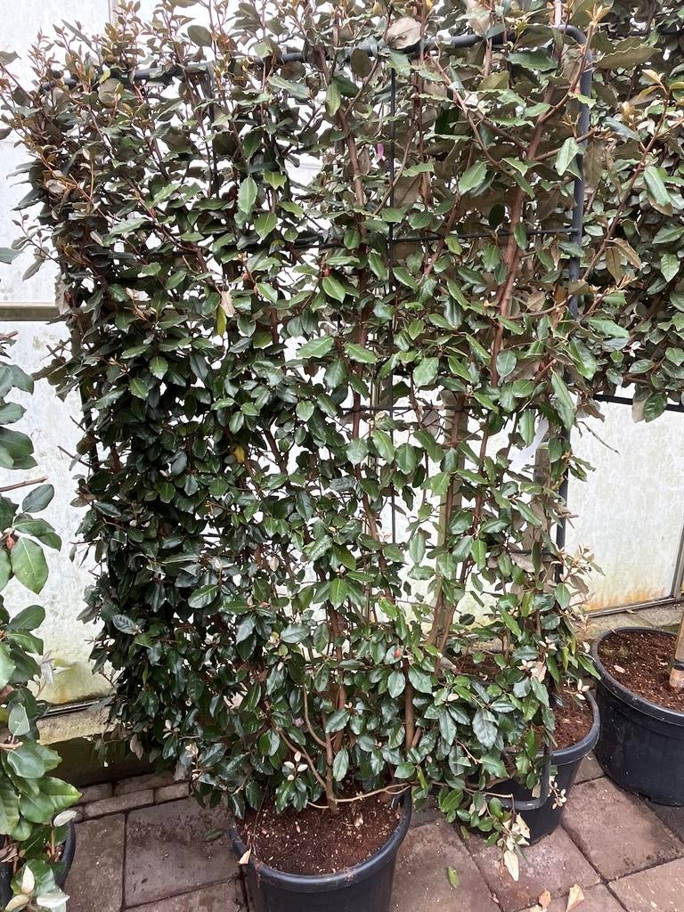 Elaeagnus Ebbingei olijfwilg op frame €295, Overige soorten, Vaste plant, Ophalen of Verzenden, Halfschaduw