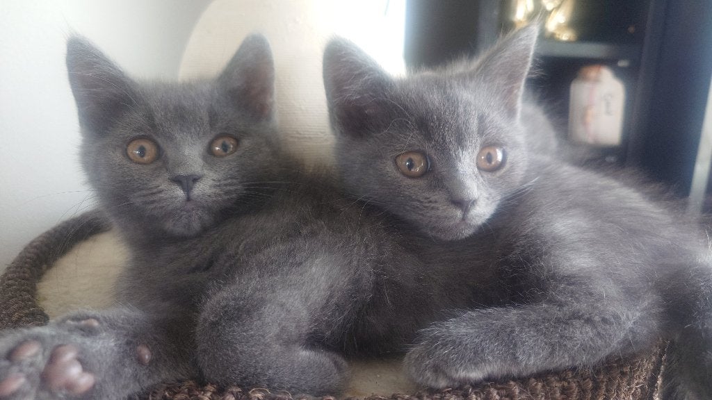 Brits korthaar X kitten Blue solid, Dieren en Toebehoren, Poes, Kortharig, 0 tot 2 jaar