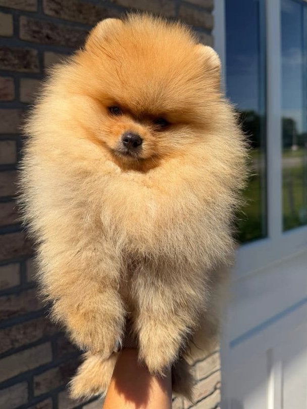 Uitzonderlijk knap en lief pomeranian pup pomeriaan keeshond, Dieren en Toebehoren, Honden | Poolhonden, Keeshonden en Oertypen