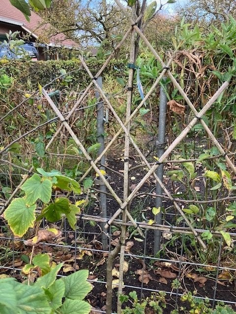 Malus hybriden consumtieappel in leivorm, Tuin en Terras, Ophalen, Overige soorten, Struik, 100 tot 250 cm