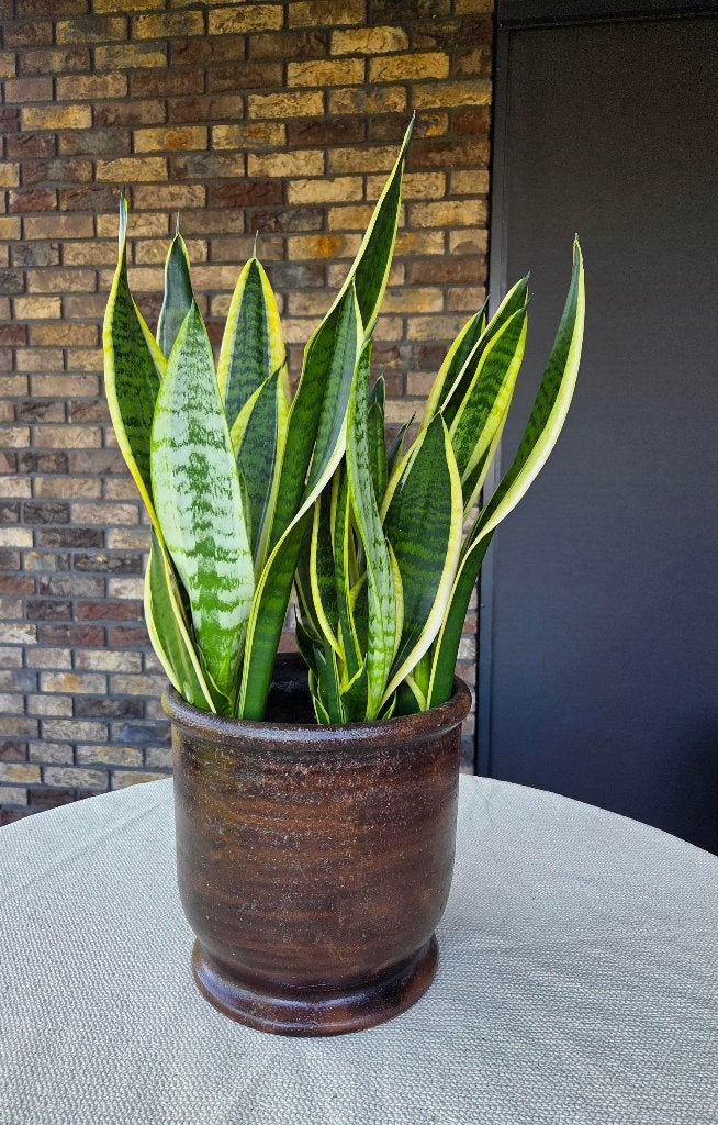sanseveria met pot, Huis en Inrichting, Kamerplanten, Ophalen, Vetplant, Halfschaduw, In pot