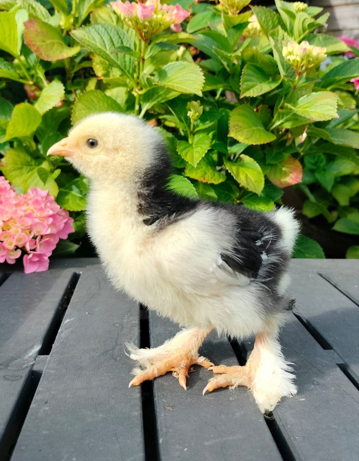 Brahma groot soort kuikens,  gesexst hennetjes., Dieren en Toebehoren, Pluimvee, Vrouwelijk, Kip