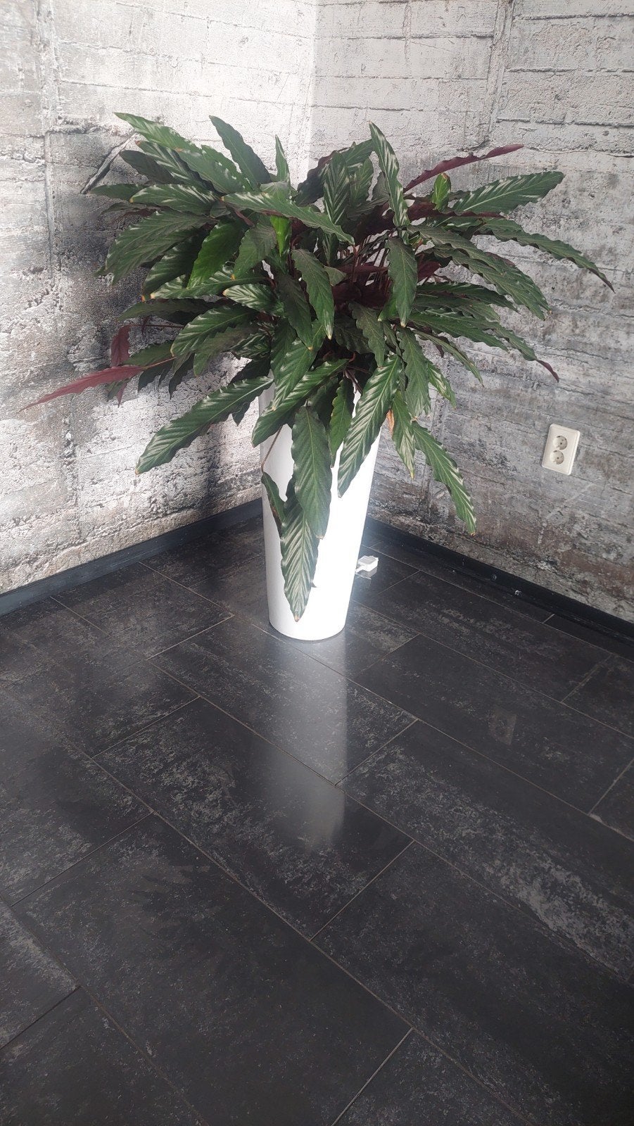 Grote Calathea plant in witte vaas, Ophalen, Gebruikt, Wit, Inclusief decoratie