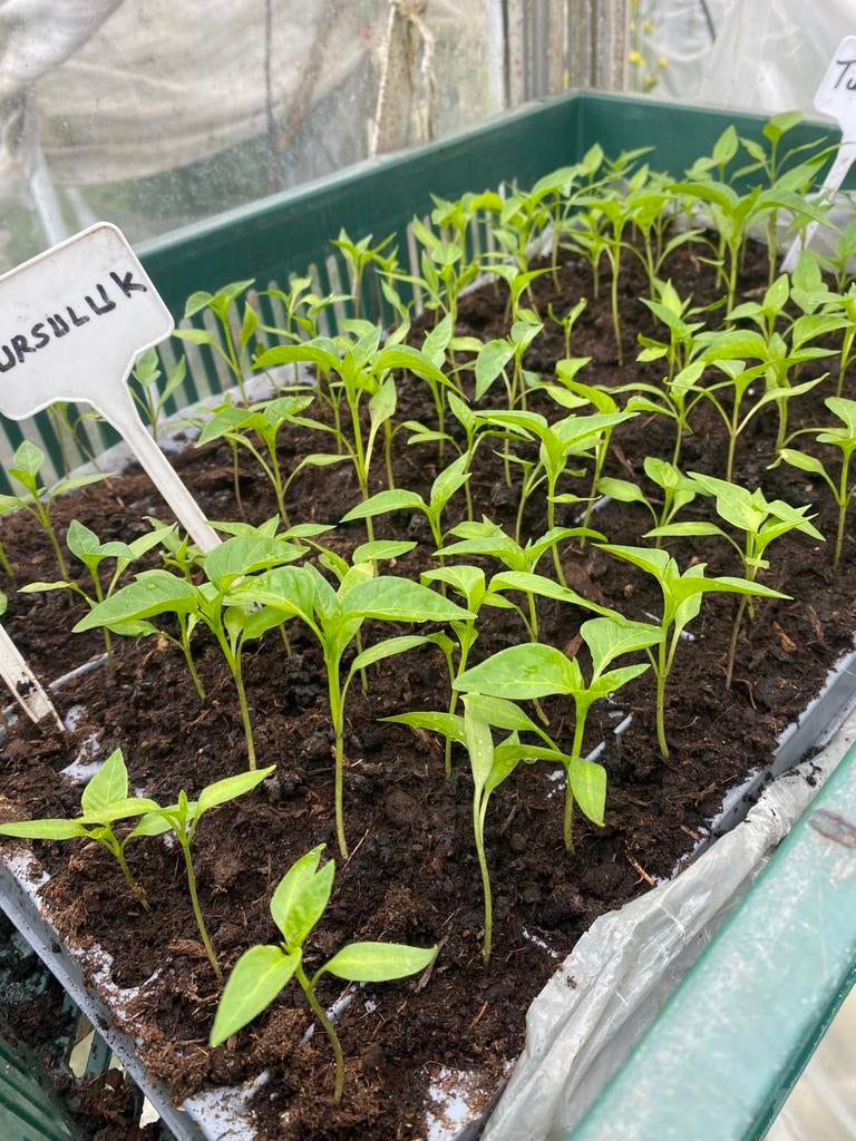 Zoete peper  planten Tatlı turk biberi, Ophalen of Verzenden, Eenjarig, Groenteplanten, Volle zon