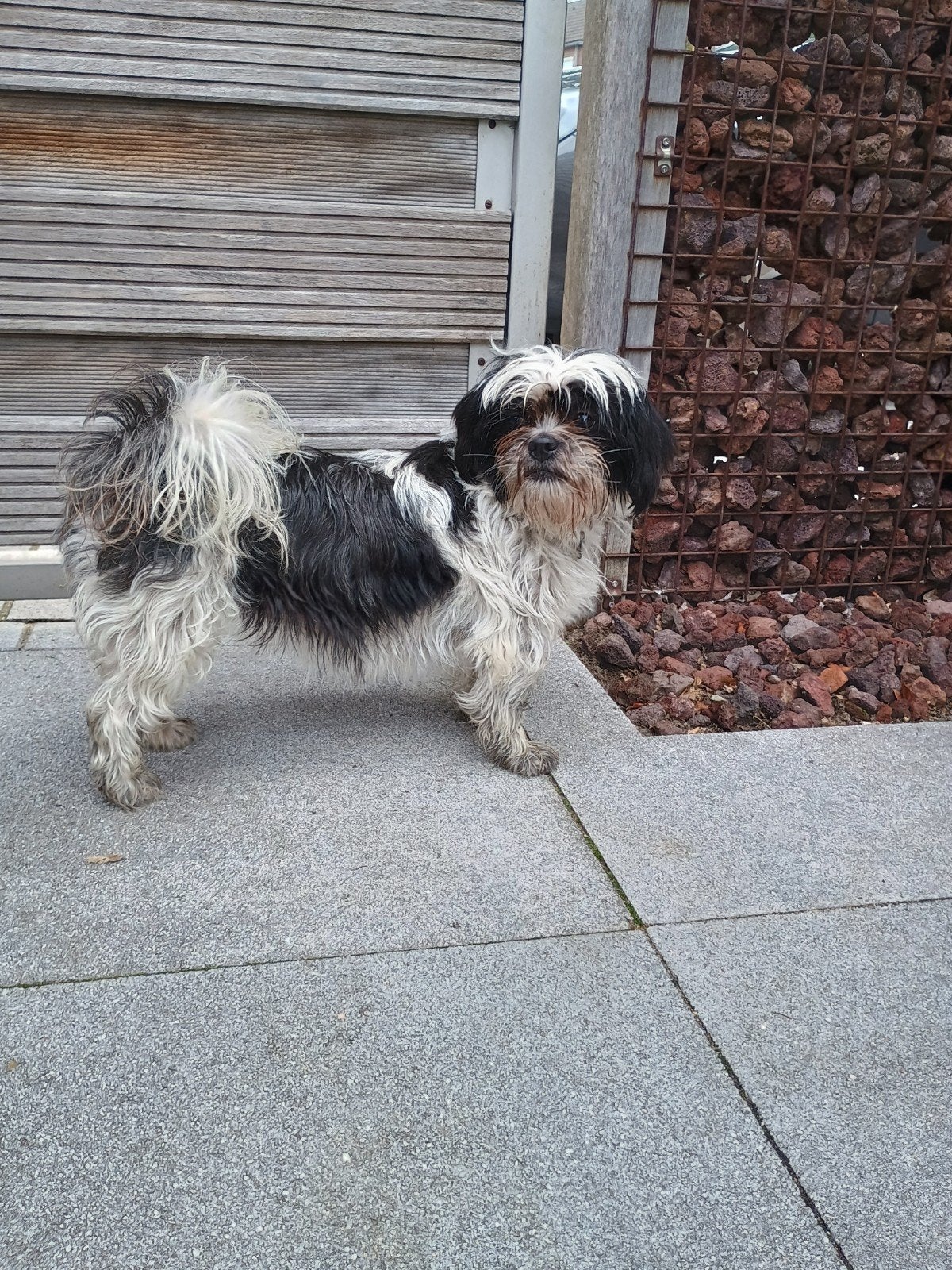 HOND GEVONDEN SINT ANTHONIS, Hond