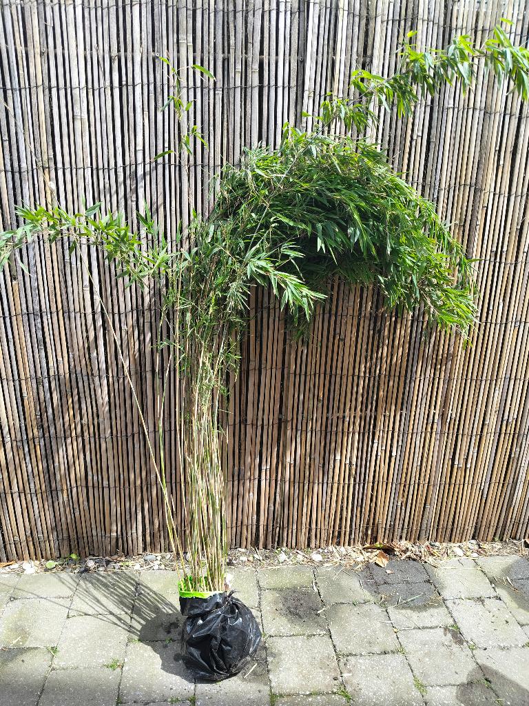 Fargesia nitida volcano, Tuin en Terras, Ophalen, Bloeit niet, Overige soorten, Halfschaduw