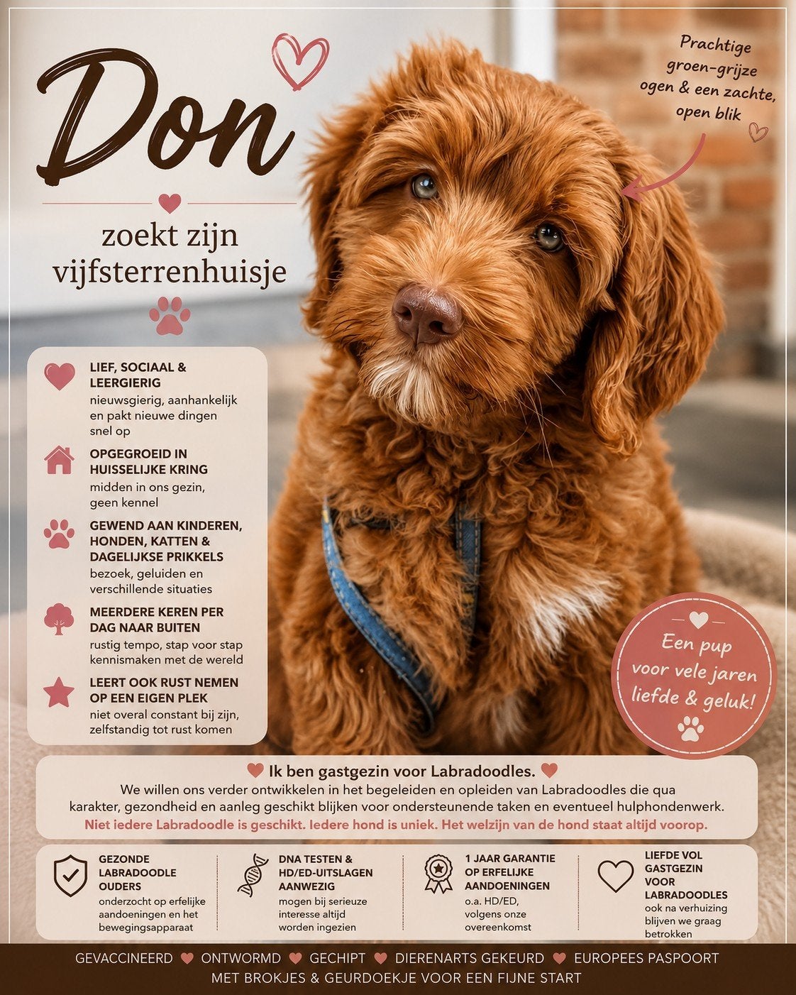 Don ️ Labradoodle pup met prachtige ogen, Nederland, Reu, 8 tot 15 weken, Eén hond