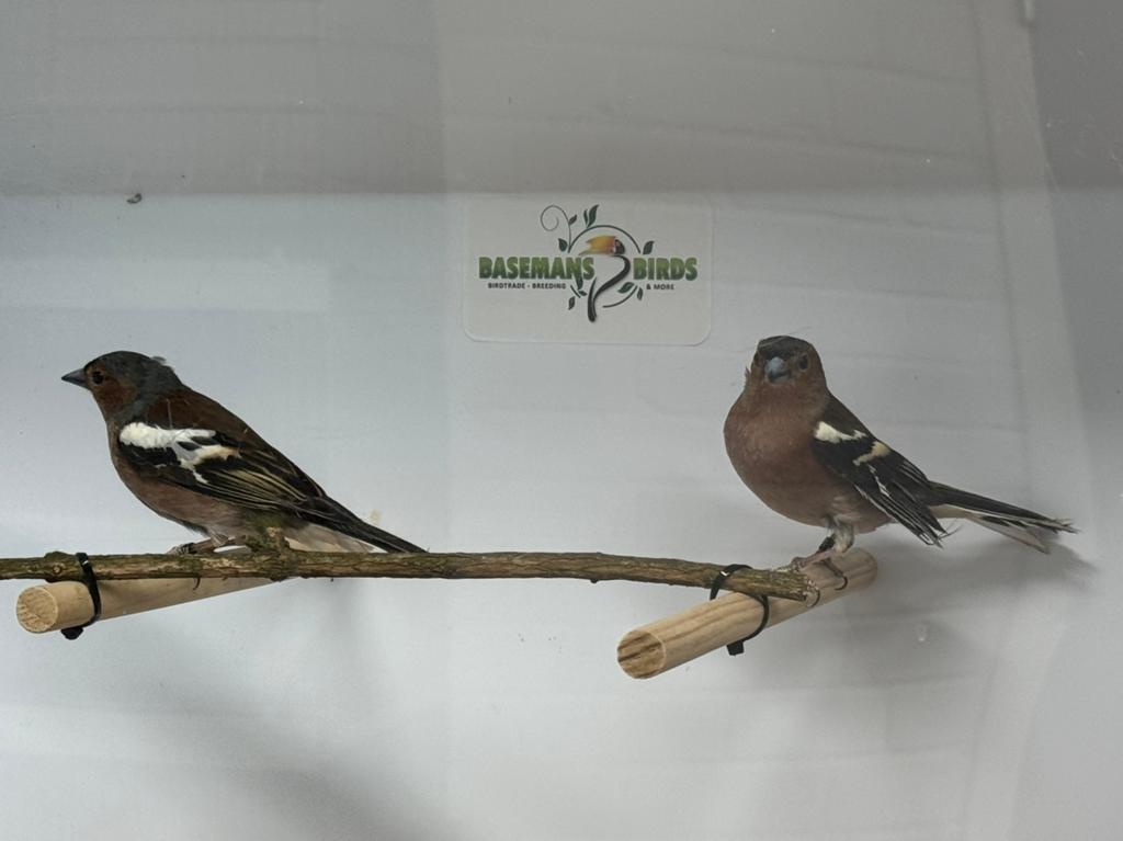 Europese vinken - Fringilla coelebs, Dieren en Toebehoren, Meerdere dieren, Wildzangvogel, Geringd