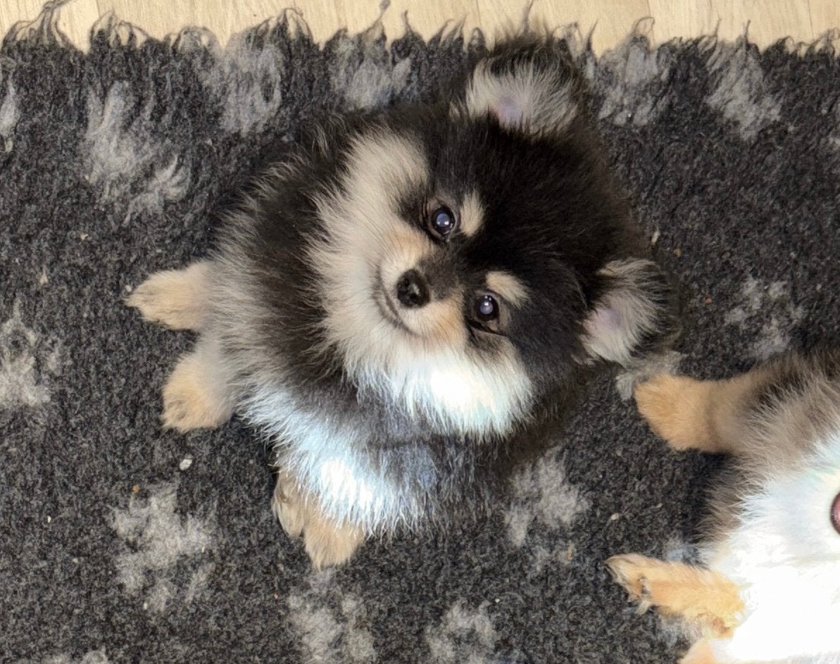Laatste 2 pomeriaan pups mogen verhuizen, Overige rassen, 8 tot 15 weken, Meerdere, Meerdere dieren