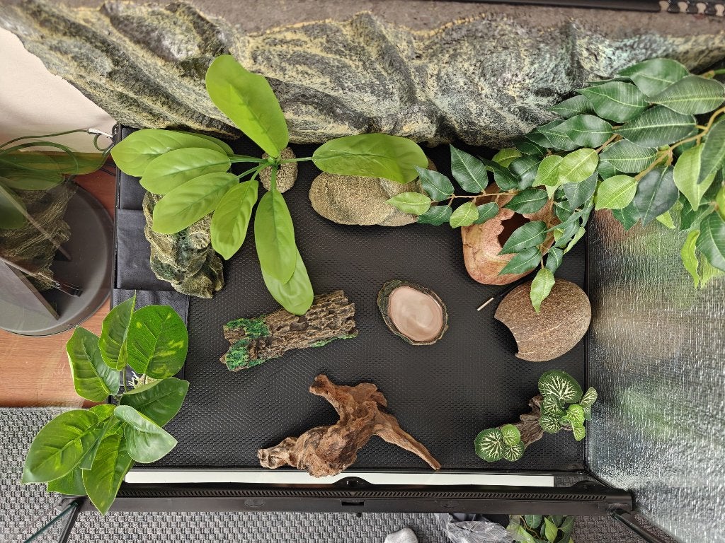 Luipaard gekko inclusief terarrium Leopard Gecko photo 13