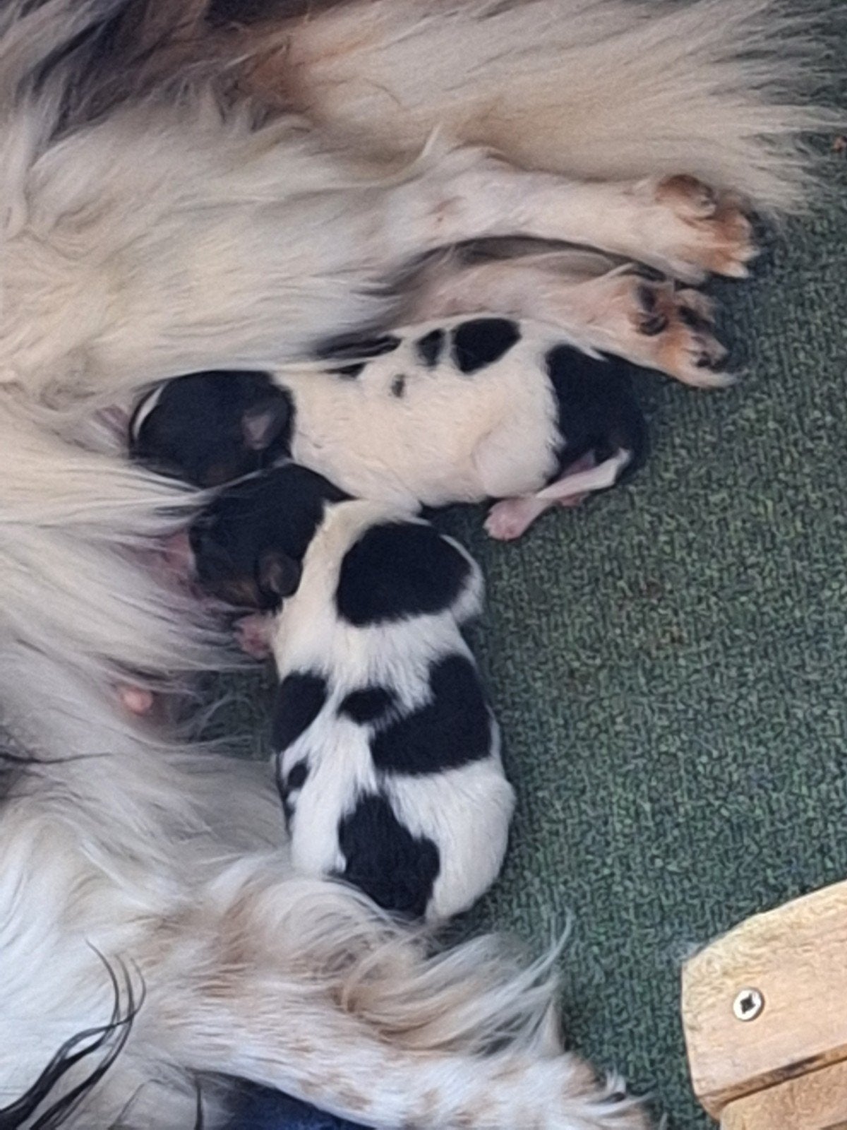 papillon teefje drie kleur, Overige rassen, CDV (hondenziekte), 8 tot 15 weken, Teef