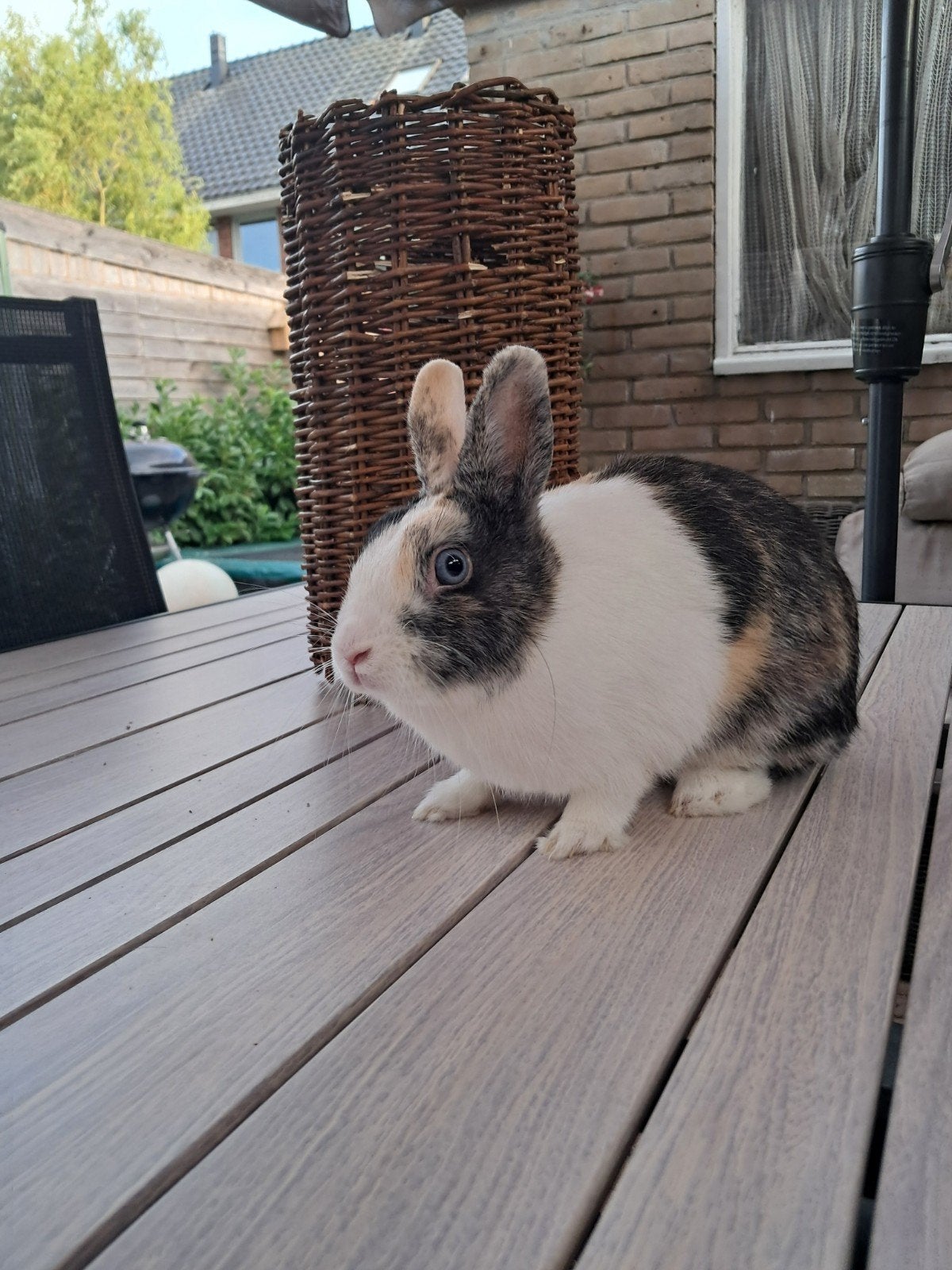 dwergkonijn(loffelohr) voedster, Dieren en Toebehoren, Konijnen, Vrouwelijk, Dwerg, 0 tot 2 jaar