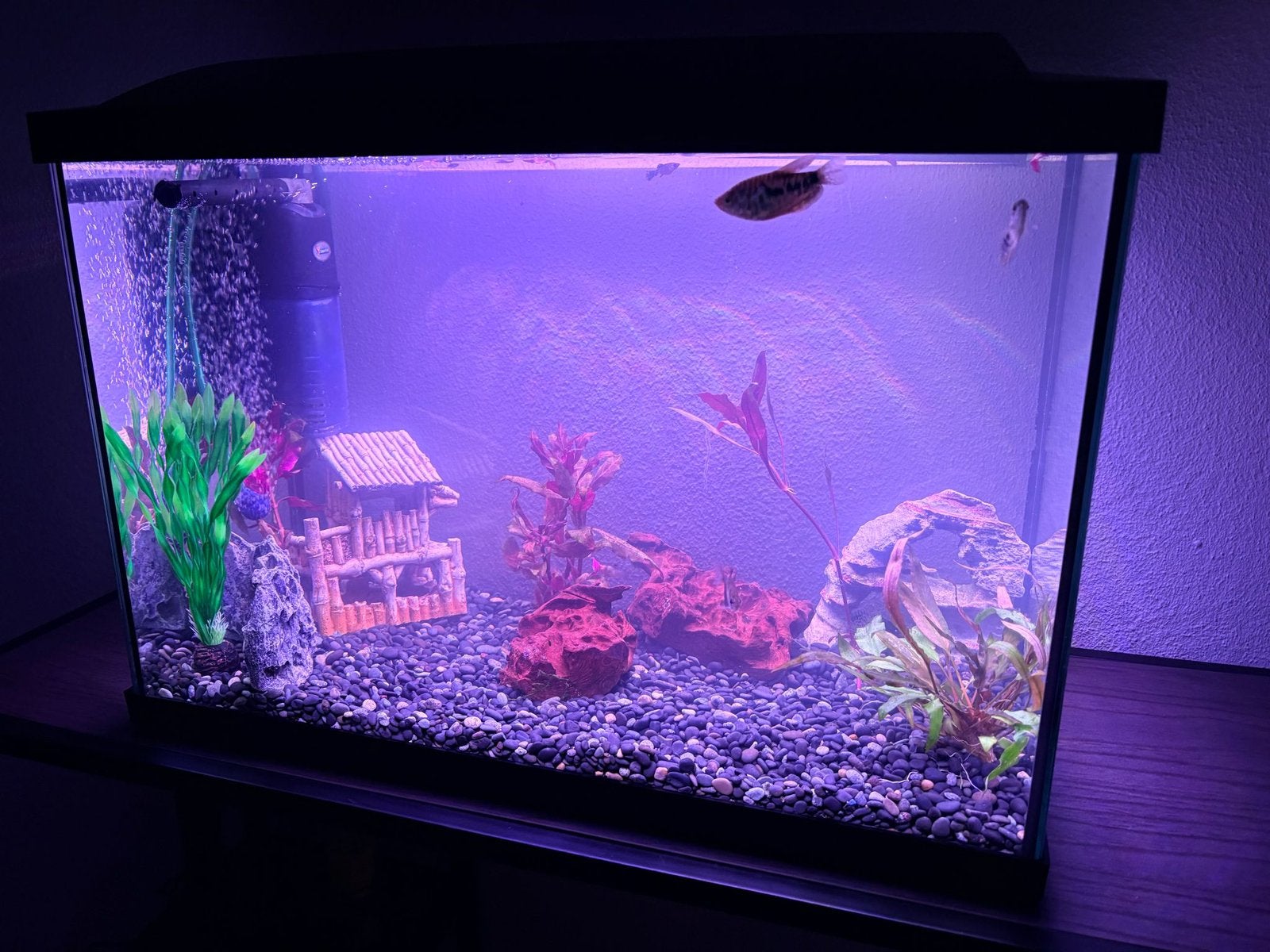 Aquarium, Ophalen, Zo goed als nieuw, Leeg aquarium