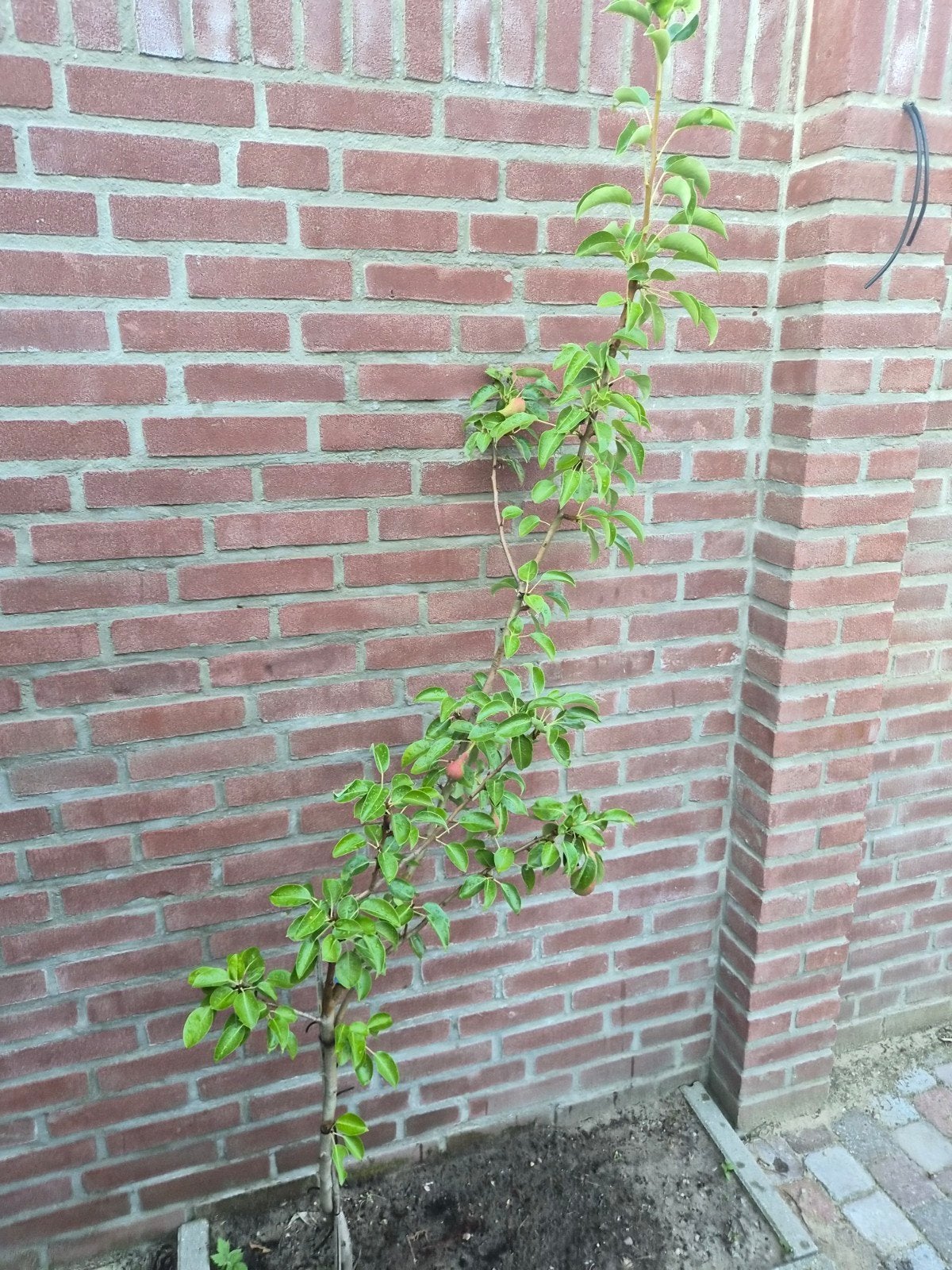 Jonge Perenboom met Vruchten - Ideaal voor Tuin, Tuin en Terras, Planten | Fruitbomen, Ophalen, Lente, Volle zon, Perenboom