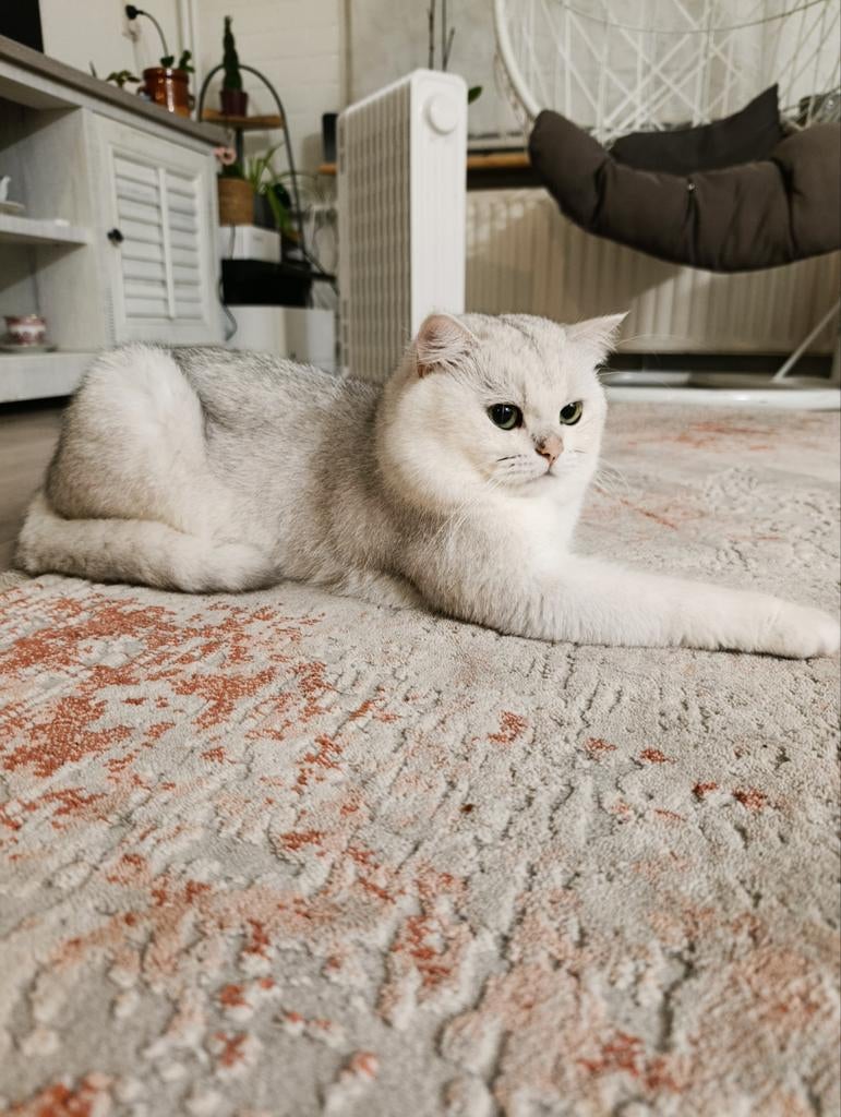 Britse Korthaar dekkater beschikbaar.