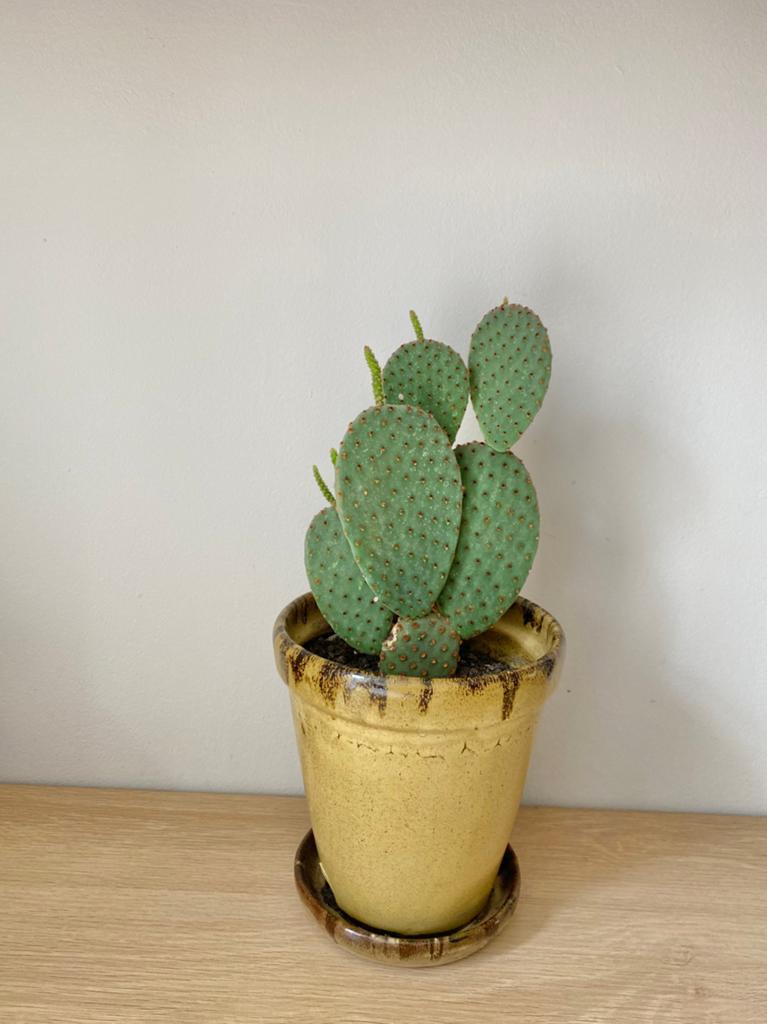Cactus, Ophalen of Verzenden