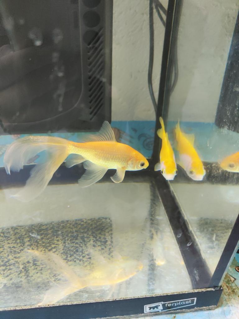 2 goudvissen, Vis, Zoetwatervis, Schoolvis