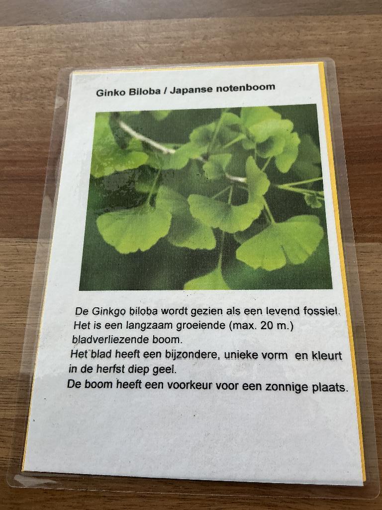 Ginko Biloba Japanse notenboom PAUL’S PLANTJES, Tuin en Terras, Planten | Bomen, Bloeit niet, Minder dan 100 cm, Ophalen, In pot