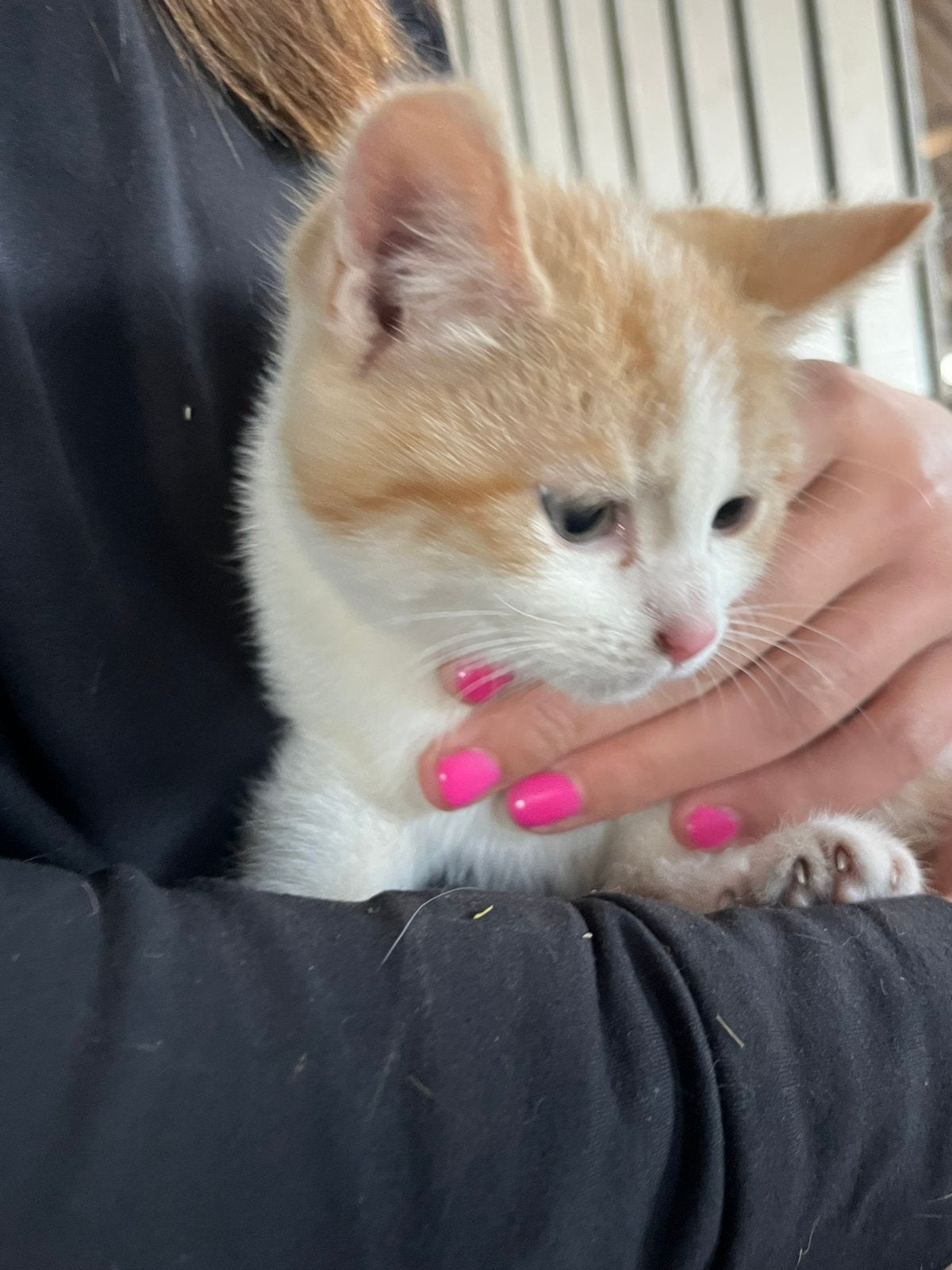 Boerderij kittens, Dieren en Toebehoren, Meerdere dieren, Kortharig, 0 tot 2 jaar