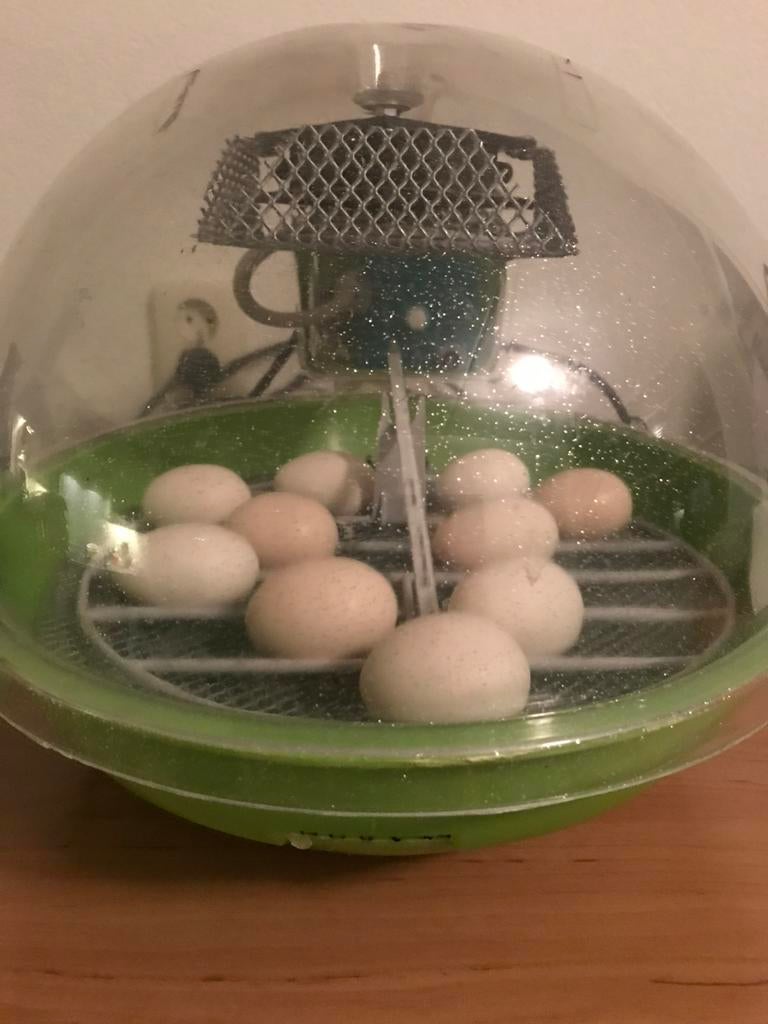 Klein broedpakket te huur, broedmachine Fiem en Schouwlamp, Ophalen, Zo goed als nieuw, Broedmachine