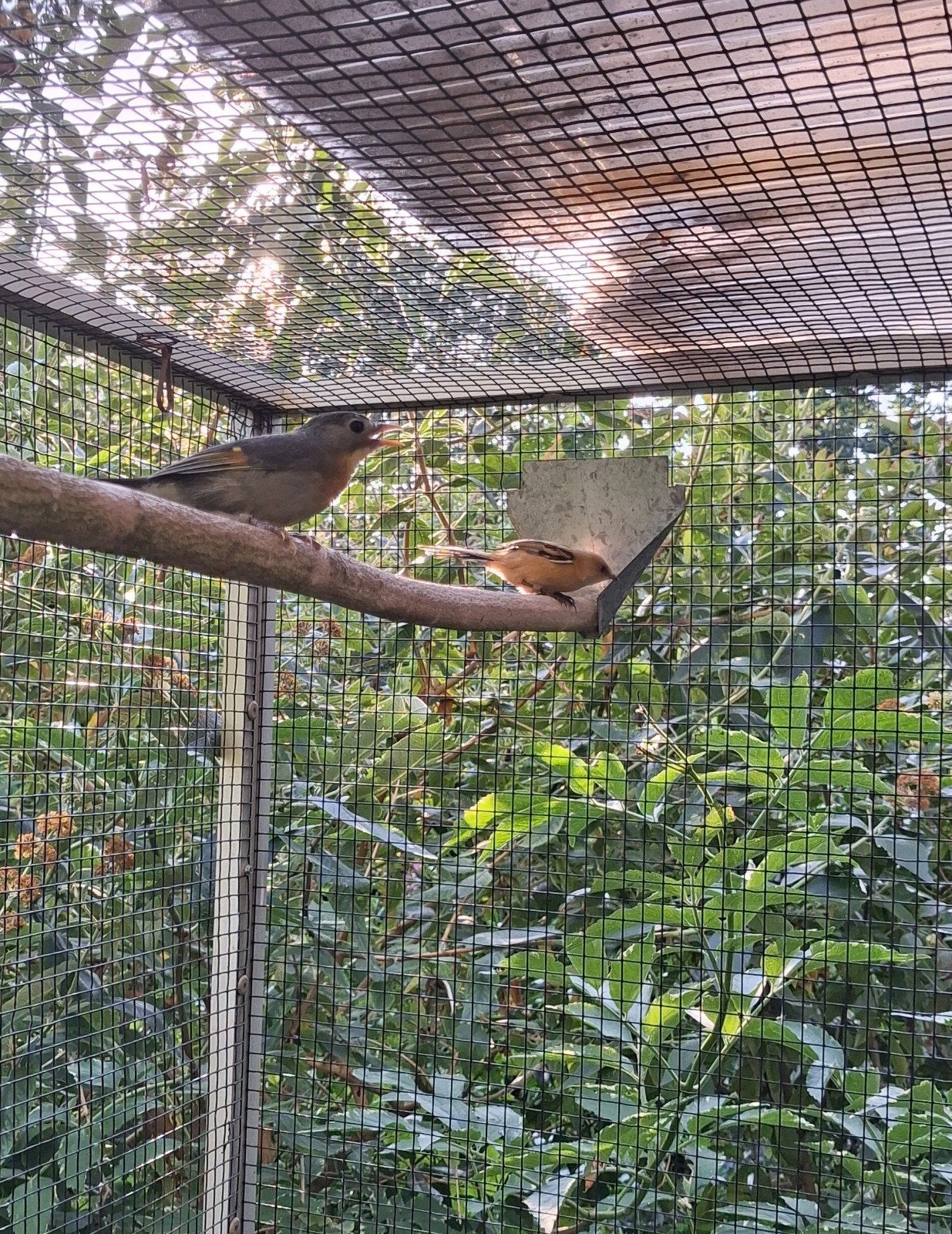 Baardmannetje man 2026., Dieren en Toebehoren, Mannelijk, Tropenvogel, Geringd