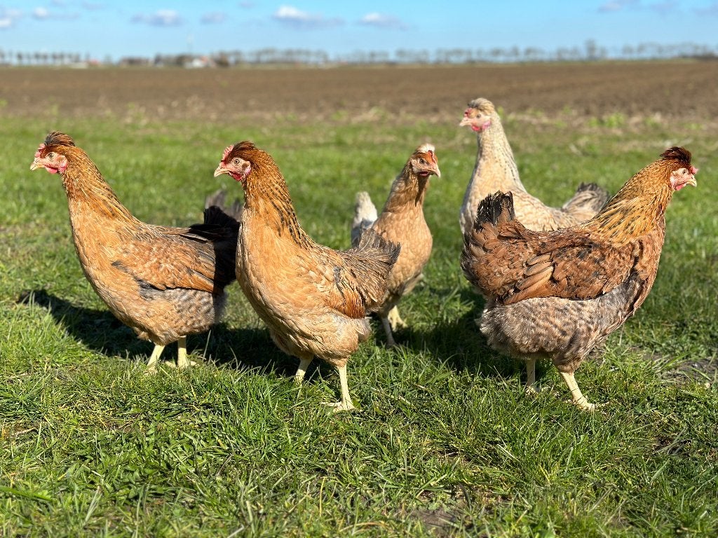 Jonge tamme Cream legbar kippen gesekst en ingeënt, Dieren en Toebehoren, Pluimvee, Vrouwelijk, Kip