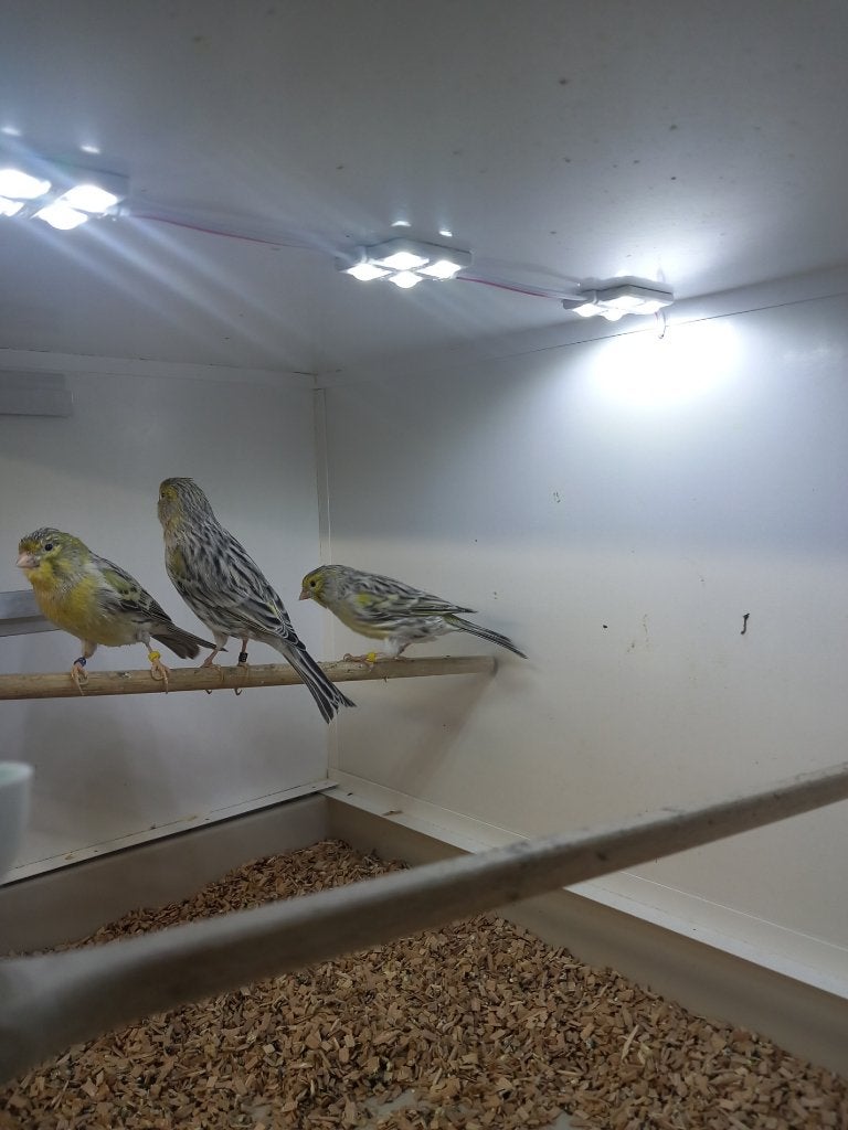 Koppels Geel Agaat Mozaïek Kanaries, Dieren en Toebehoren, Vogels | Kanaries, Meerdere dieren, Kleurkanarie