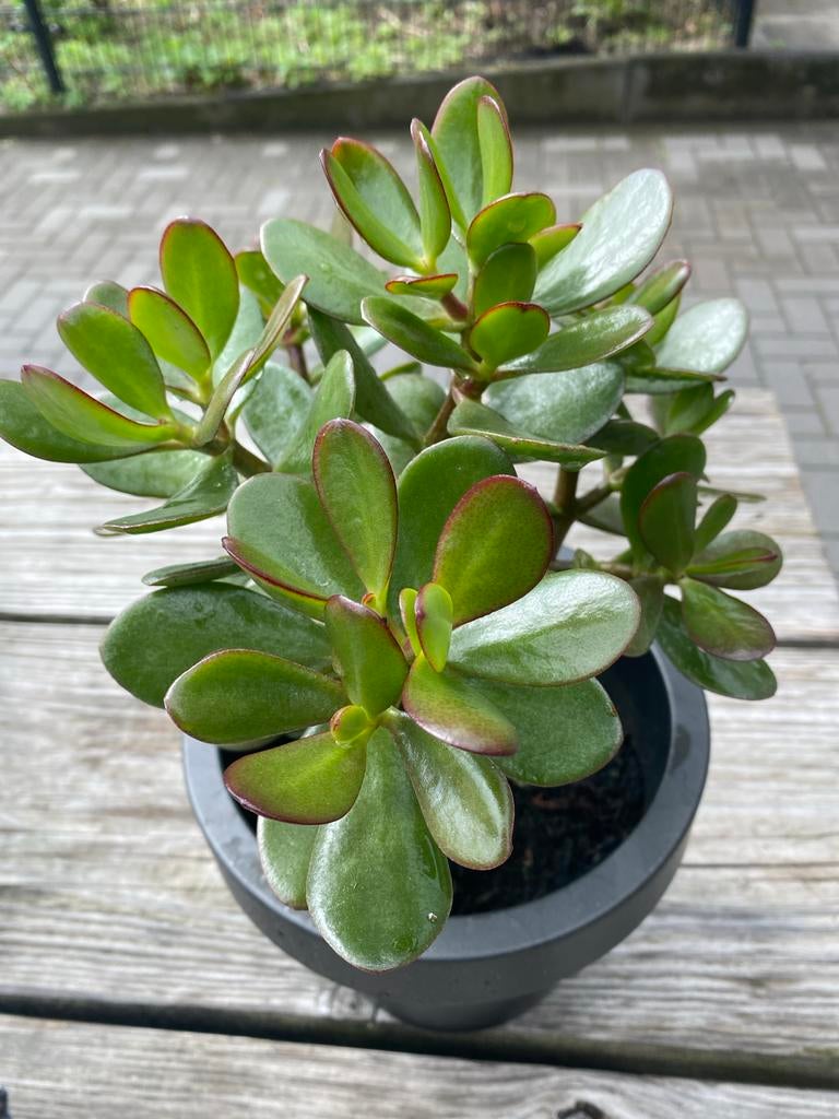Crassula Ovata (Jadeplant), Ophalen, Vetplant, Halfschaduw, Minder dan 100 cm