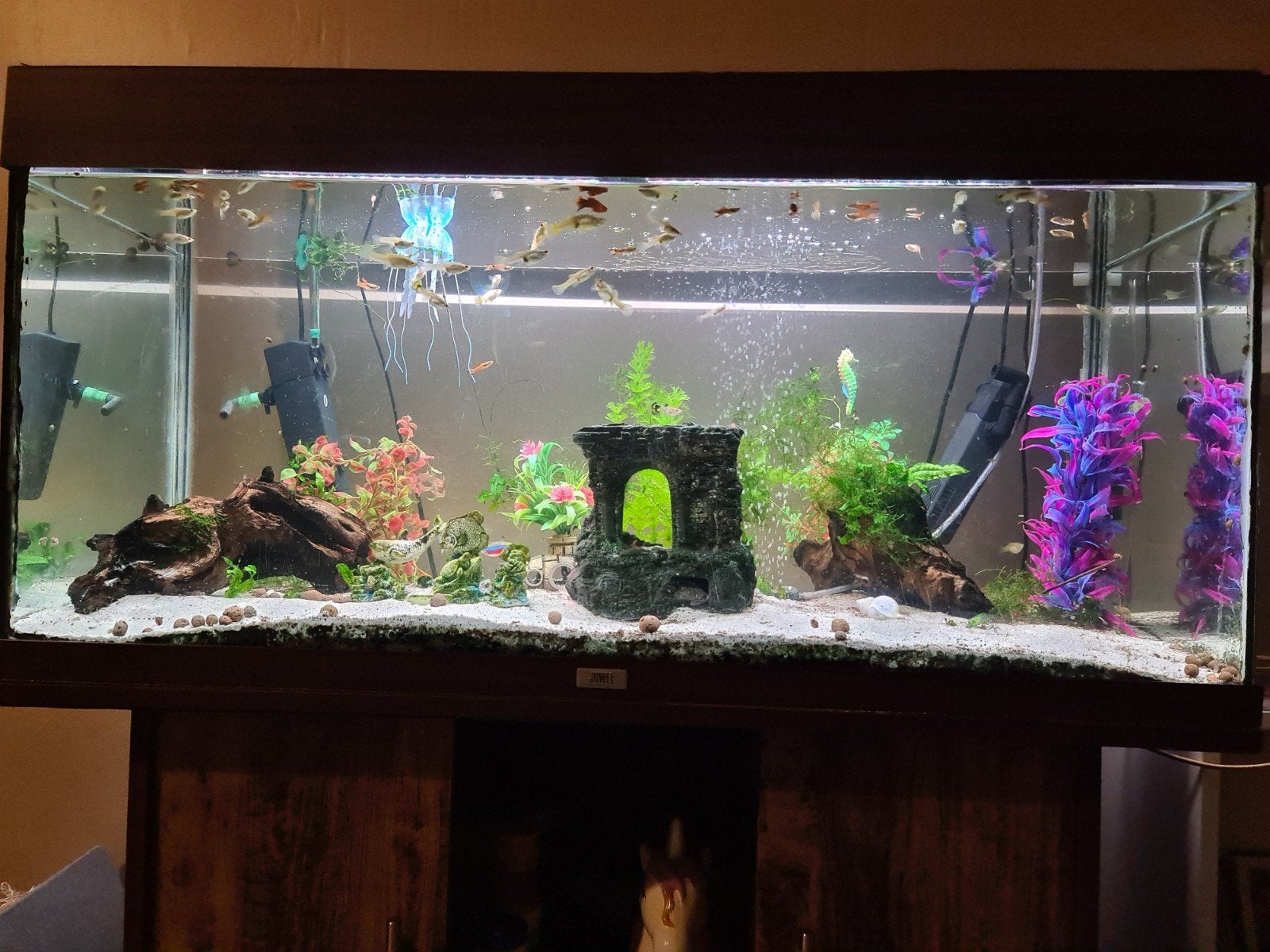 juwel aquarium van 1 meter lang., Vis, Zoetwatervis