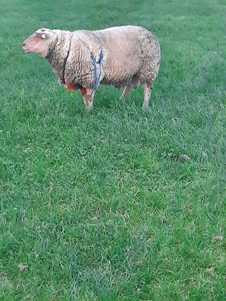 Zwoegervrij  rouge de l'ouest ram bonte ram, Dieren en Toebehoren, Mannelijk, Schaap