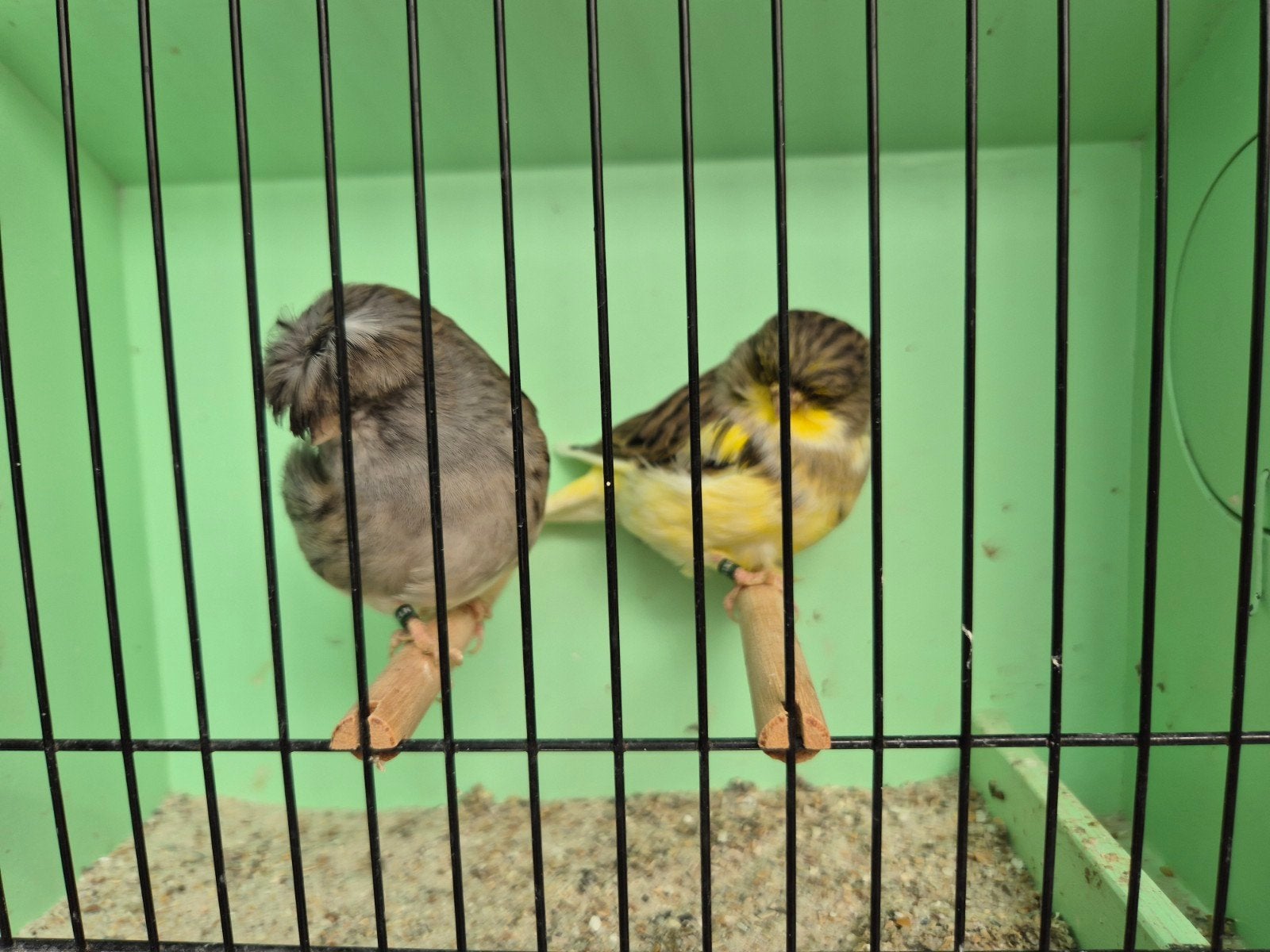 gloster kanaries, Dieren en Toebehoren, Meerdere dieren, Kleurkanarie