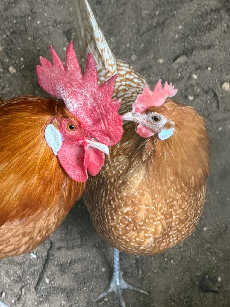 Te koop: Friese hinnen(kippen) geelwitpel 4x hen 1x haan., Dieren en Toebehoren, Pluimvee, Meerdere dieren, Kip