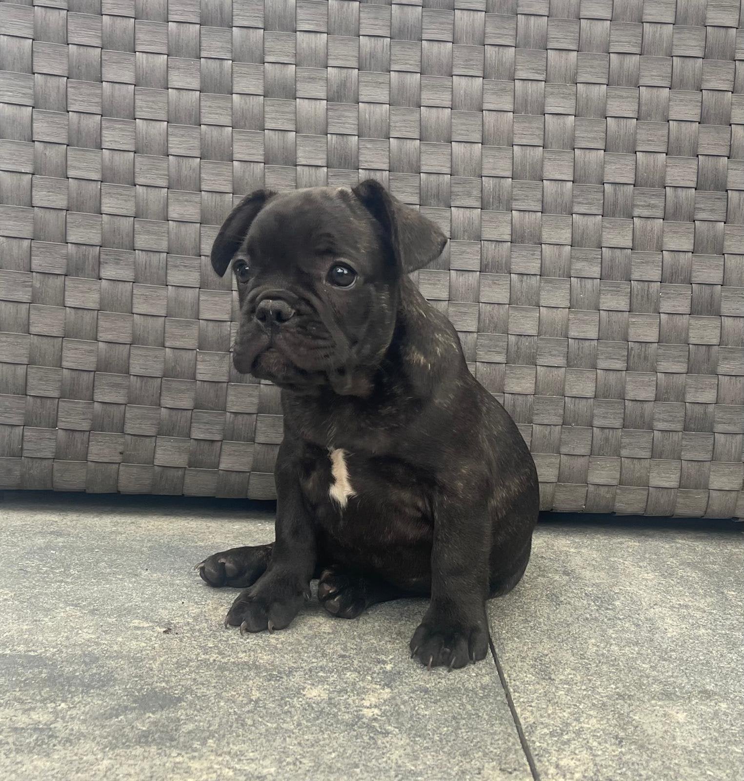 Franse bulldog pup, Dieren en Toebehoren, Honden | Bulldogs, Pinschers en Molossers, CDV (hondenziekte), 8 tot 15 weken, Bulldog