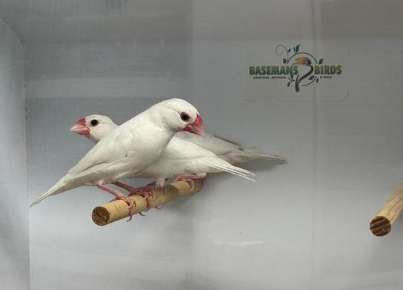 Rijstvogels - Padda oryzivora, Dieren en Toebehoren, Vogels | Overige Vogels, Meerdere dieren, Tropenvogel, Geringd