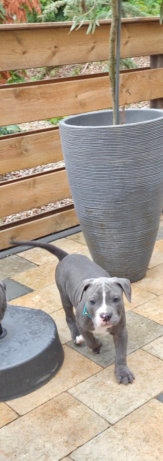 eenmalige unieke pups nog ☆ 1 pups beschikbaar☆, Dieren en Toebehoren, 8 tot 15 weken, Bulldog, Meerdere, Meerdere dieren