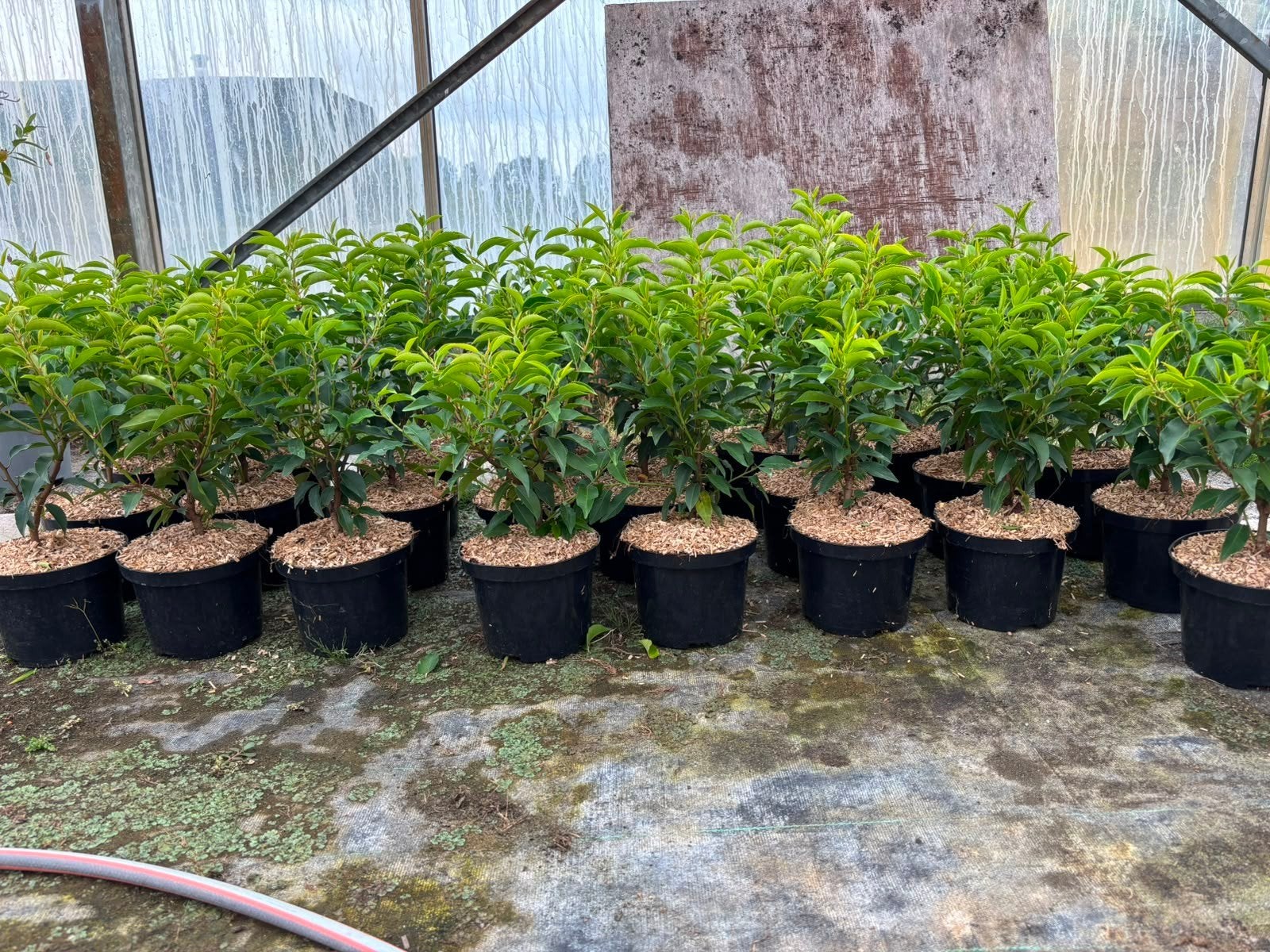 Portugese Laurier (Prunus lusitanica) 35-40cm in C2 pot, Tuin en Terras, Ophalen