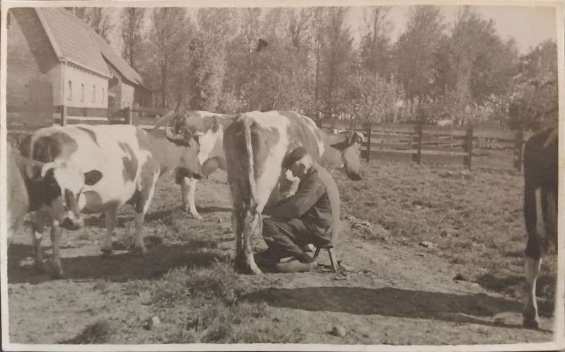 Fotokaart boer melkt koe – Noordgouwe Zeeland (ca. 1930), Verzenden, 1920 tot 1940, Ongelopen, Zeeland