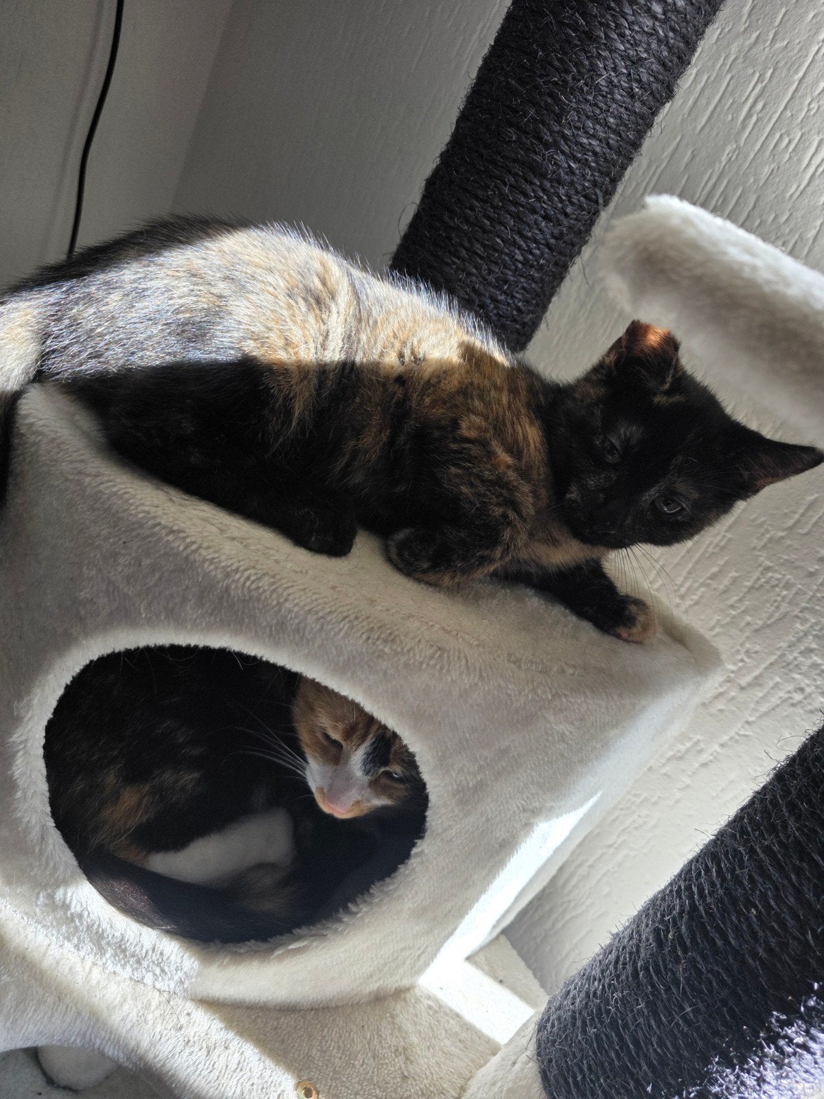 mooie schildpad kitten, Dieren en Toebehoren, Poes, Kortharig, 0 tot 2 jaar
