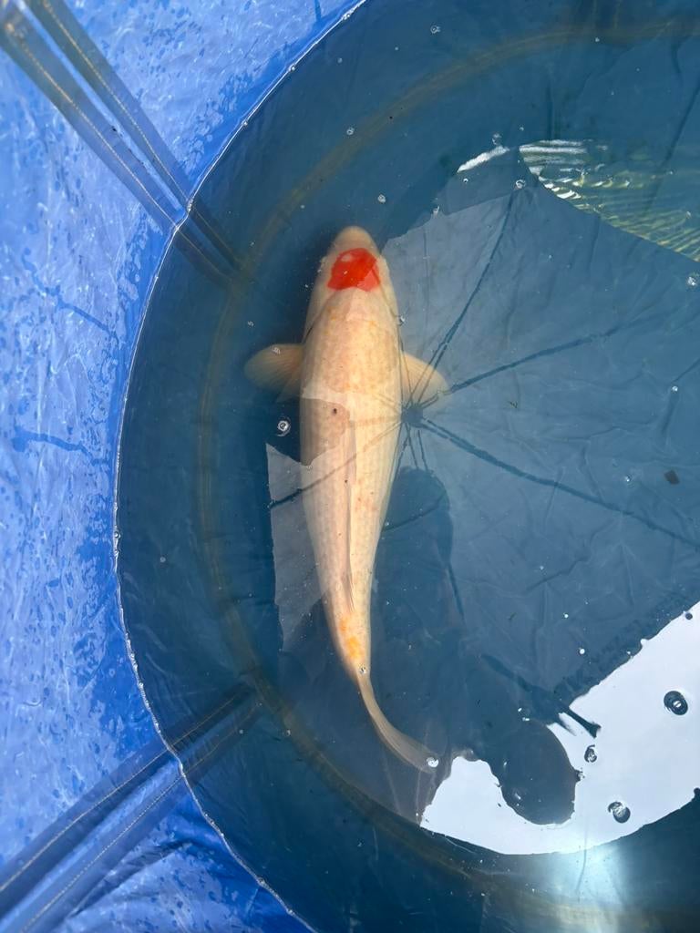 Japanse Tancho van ongeveer 52cm te koop, Dieren en Toebehoren, Vissen | Vijvervissen, Karper of Koi