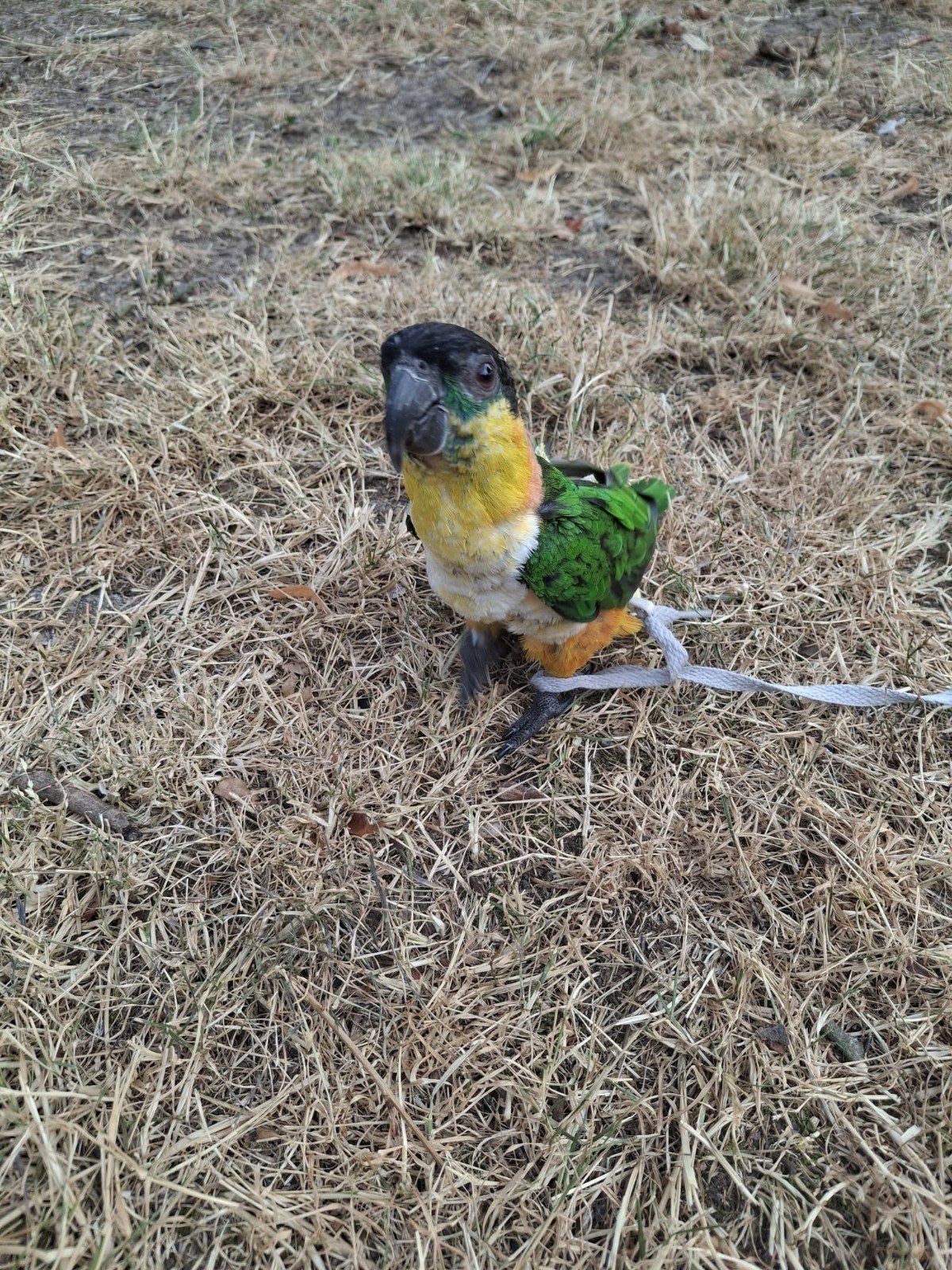 zwartkop caique man met DNA certificaat, Mannelijk, Papegaai, Geringd