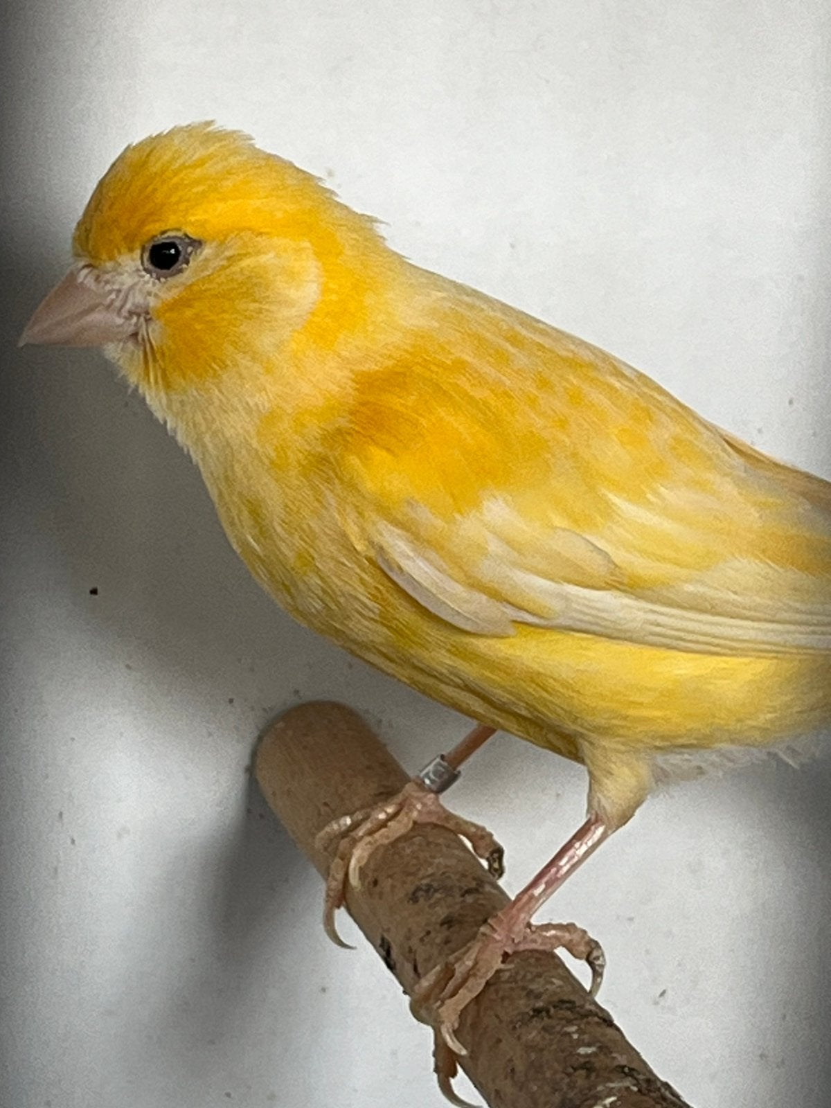 Kanariepop 2025 broedrijp, Dieren en Toebehoren, Vogels | Kanaries, Meerdere dieren, Kleurkanarie