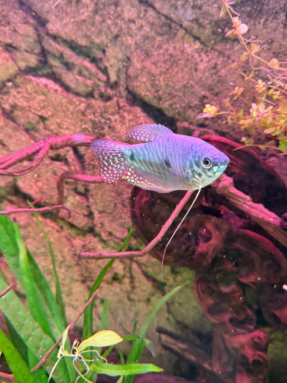 Blauwe Gourami / Driestreep Gourami – €10, Vis