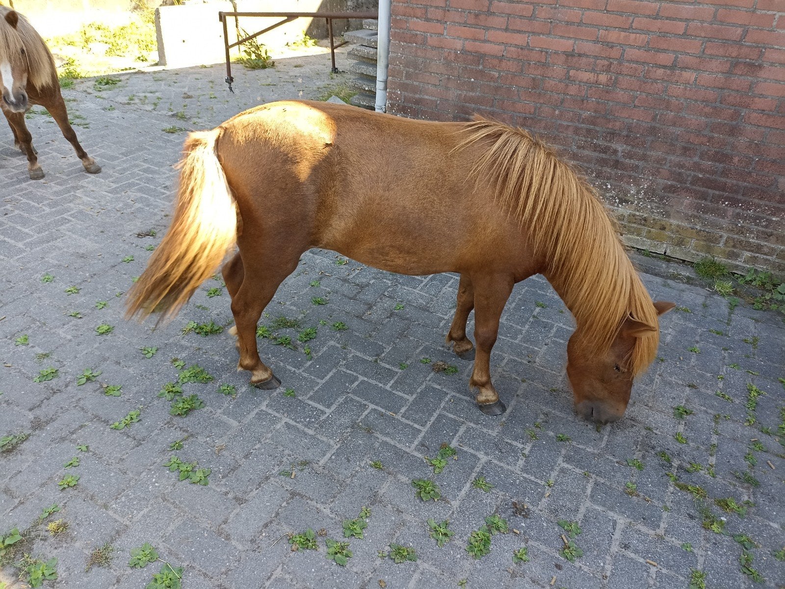 3 prachtige, shetland merries.., Merrie, Met stamboom, A pony (tot 1.17m), 7 tot 10 jaar