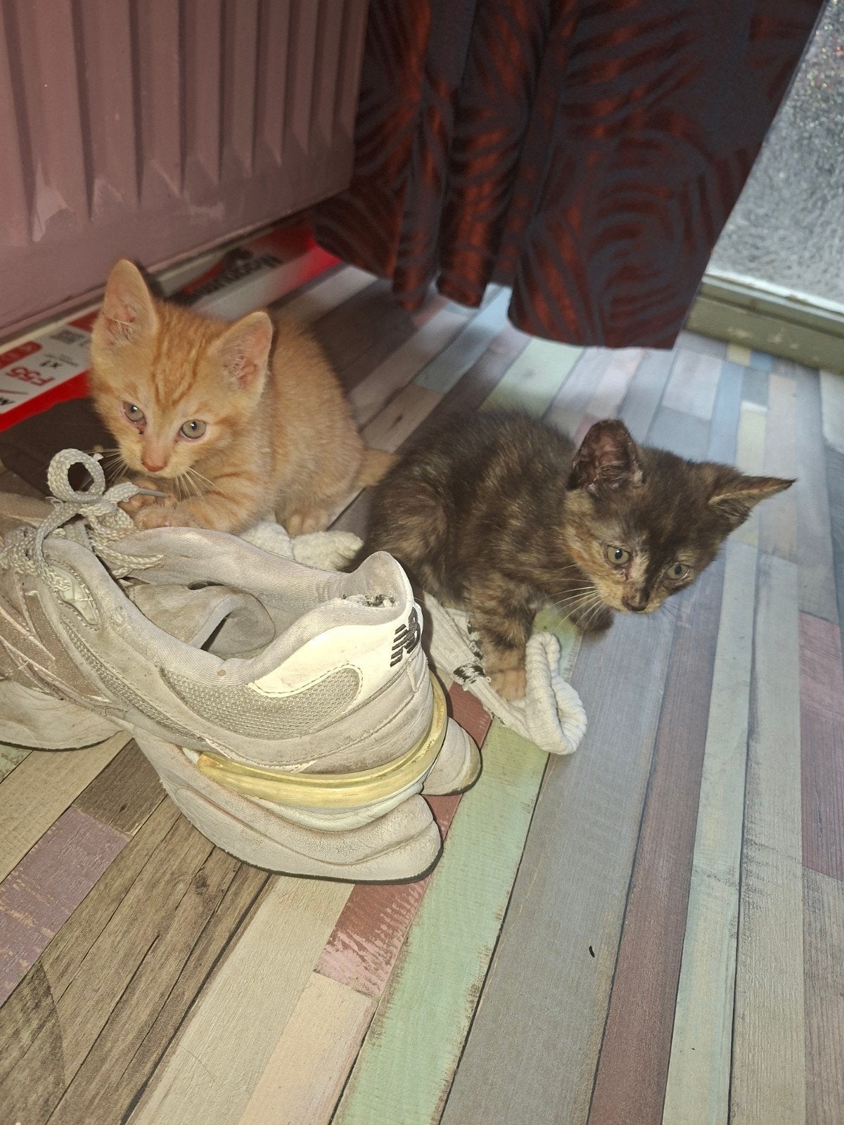 2 lieve vrouwtjes kittens, Poes