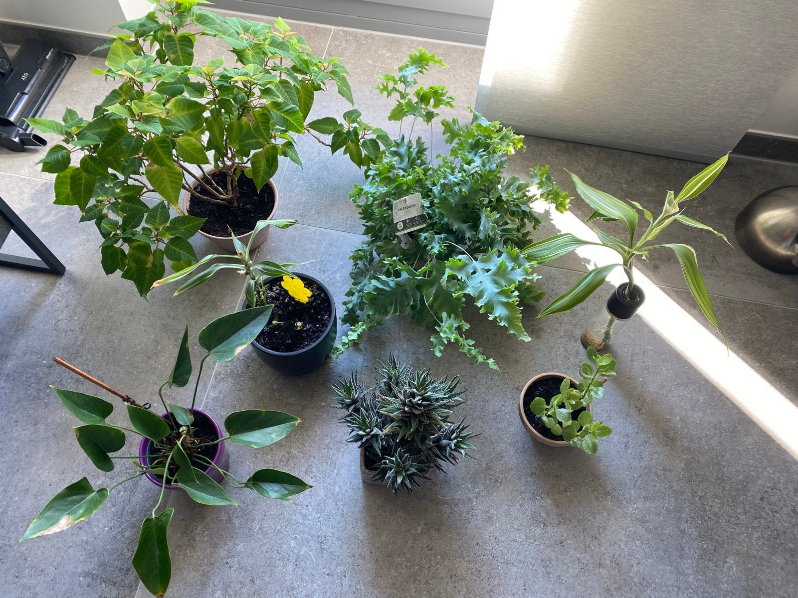 Diverse kamerplanten te koop met pot!, Ophalen, Overige soorten, Halfschaduw, In pot
