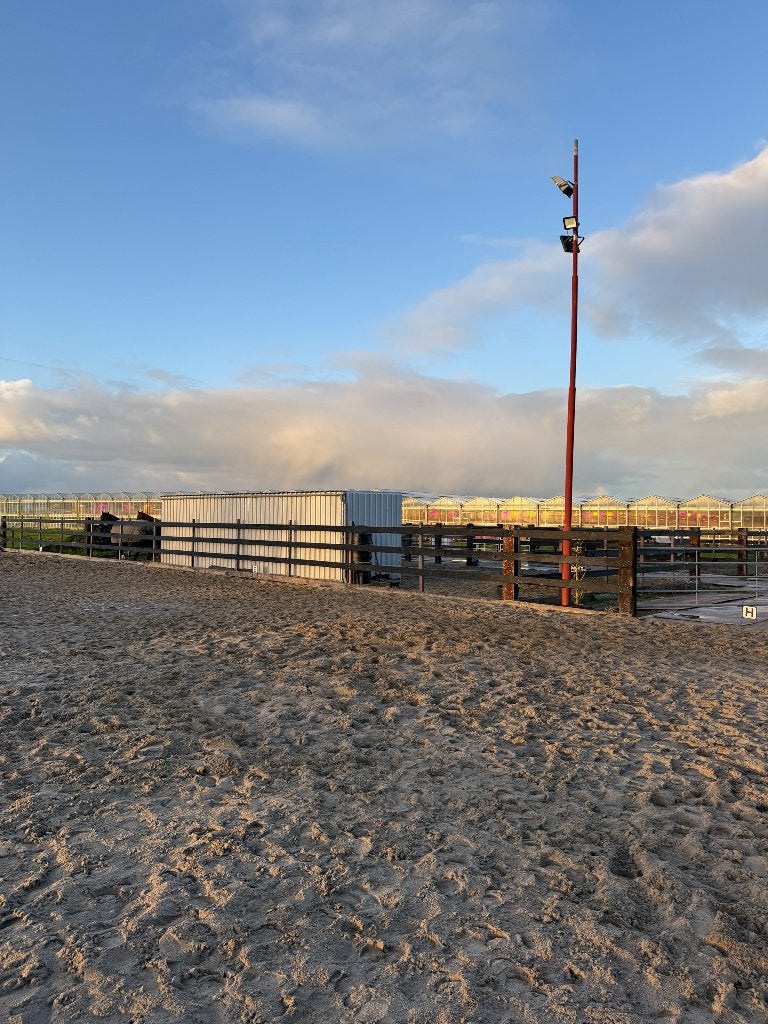 Stalling en weidegang, Weidegang, 2 of 3 paarden of pony's