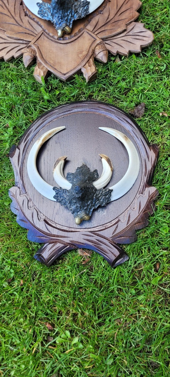 zwijn tanden varkens everzwijn jacht jagen Veluwe, Ophalen of Verzenden, Hert