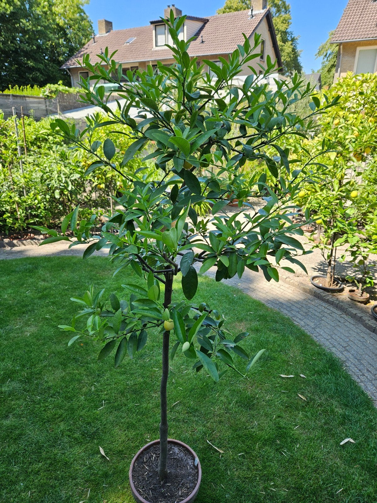 Citrus limequat Lakeland, Ophalen, Minder dan 100 cm