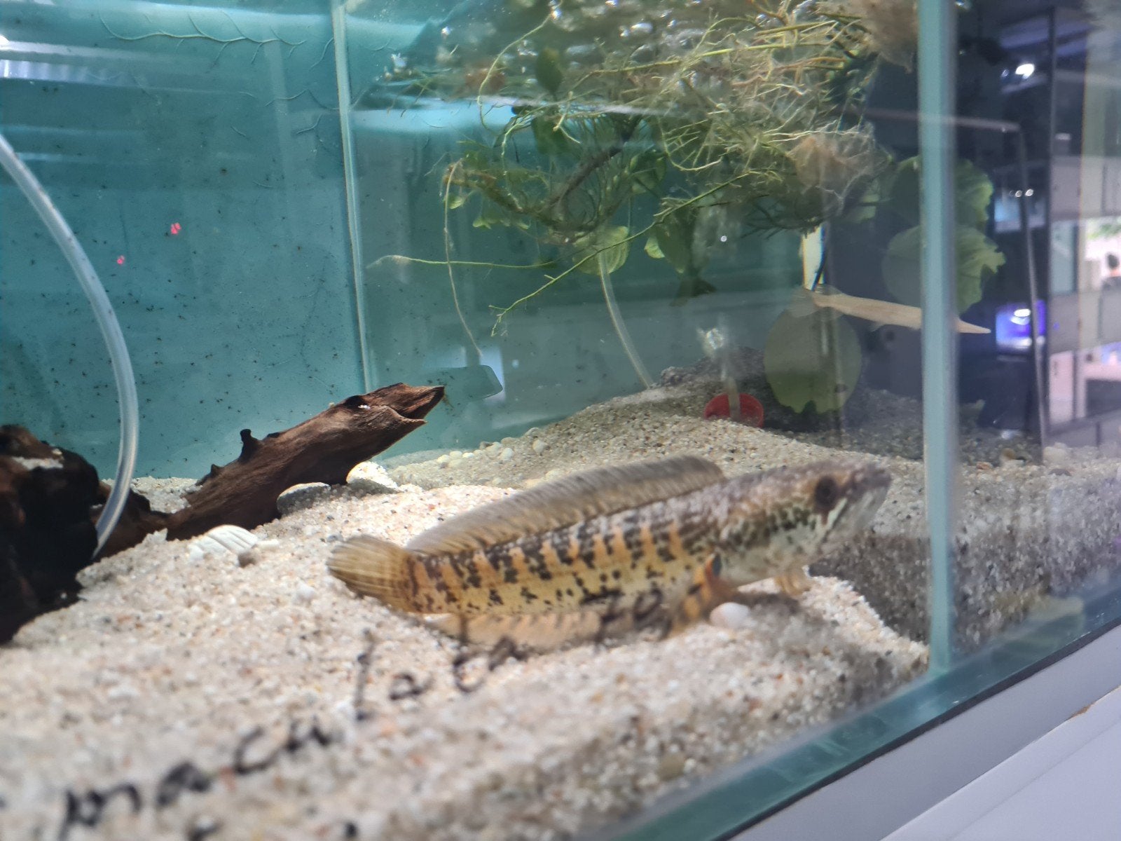 Channa Aurantimaculata, Slangenkopvis, Vis, Zoetwatervis